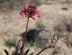 Diascia elongata