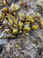 Halosaccion glandiforme