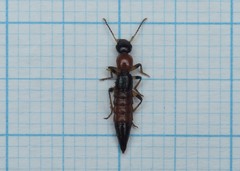 Paederus schoenherri