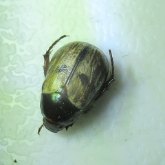 Anomala binotata