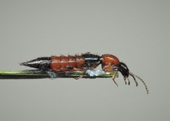 Paederus schoenherri