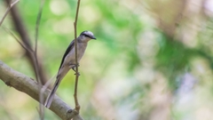 Pericrocotus cantonensis