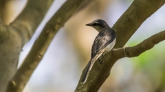 Pericrocotus cantonensis