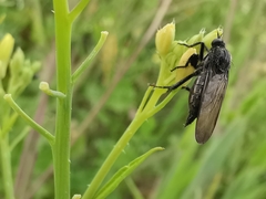 Empis ciliata