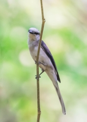 Pericrocotus cantonensis