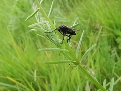 Empis ciliata