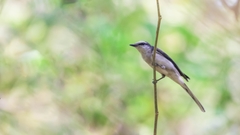 Pericrocotus cantonensis