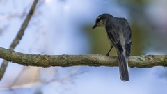Pericrocotus cantonensis
