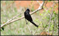 Knipolegus lophotes