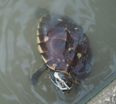 Malayemys macrocephala