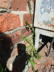 Taraxacum officinale