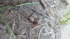 Dysderidae