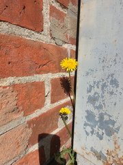 Taraxacum officinale