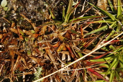 Juncus lomatophyllus