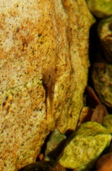 Heleophryne purcelli