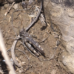 Acrotylus insubricus