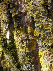 Xanthoria parietina