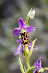Ophrys heldreichii