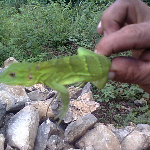 Eastern Mexican Spiny-Tailed Iguana
