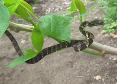 Dipsas indica indica