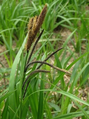 Carex randalpina