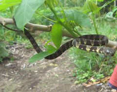 Dipsas indica indica