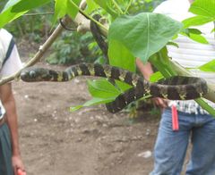 Dipsas indica indica