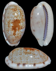Talostolida pellucens