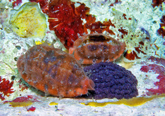 Talostolida pellucens