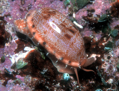 Talostolida pellucens