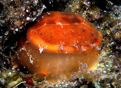 Talostolida pellucens