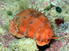 Talostolida pellucens