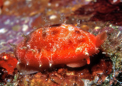 Talostolida pellucens