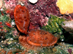 Talostolida pellucens