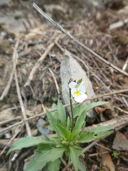Viola arvensis arvensis