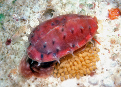 Talostolida pellucens