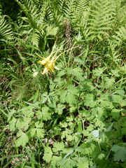 Aquilegia longissima