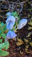 Linaria verticillata