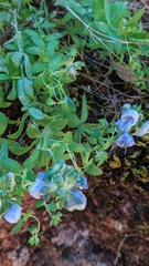 Linaria verticillata