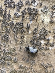 Cypherotylus debauvei