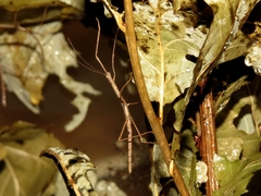 Phaenopharos khaoyaiensis