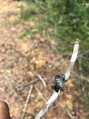 Cypherotylus debauvei