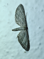 Idaea longaria