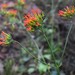 Kalanchoe rotundifolia - Photo (c) keanumrc，保留部份權利CC BY-NC