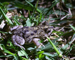 Rhinella pygmaea