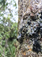 Cypherotylus debauvei