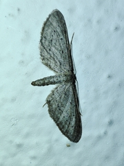 Idaea longaria