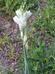 Ornithogalum concinnum