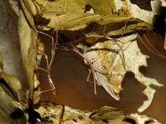 Phaenopharos khaoyaiensis