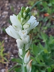 Ornithogalum concinnum